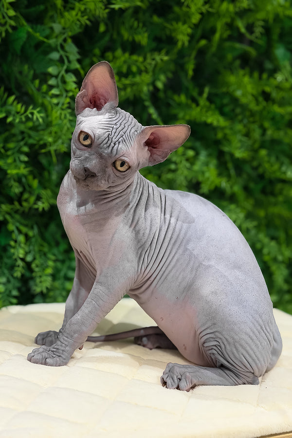 Standart | Canadian Sphynx Kitten