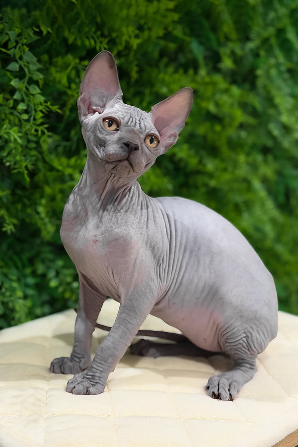 Standart | Canadian Sphynx Kitten