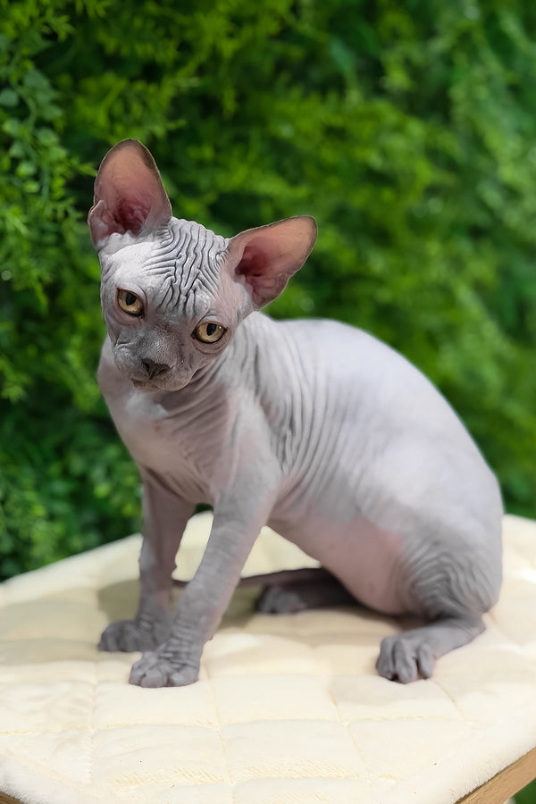 Standart | Canadian Sphynx Kitten