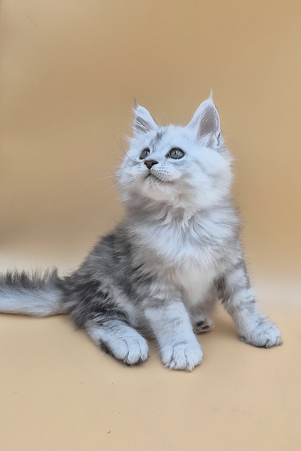 Sterling | Maine Coon Kitten