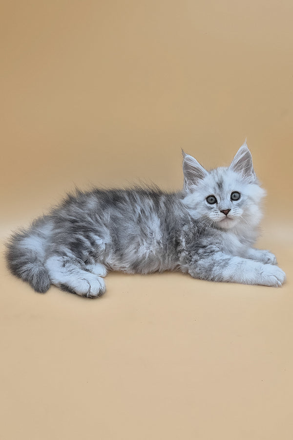 Sterling | Maine Coon Kitten