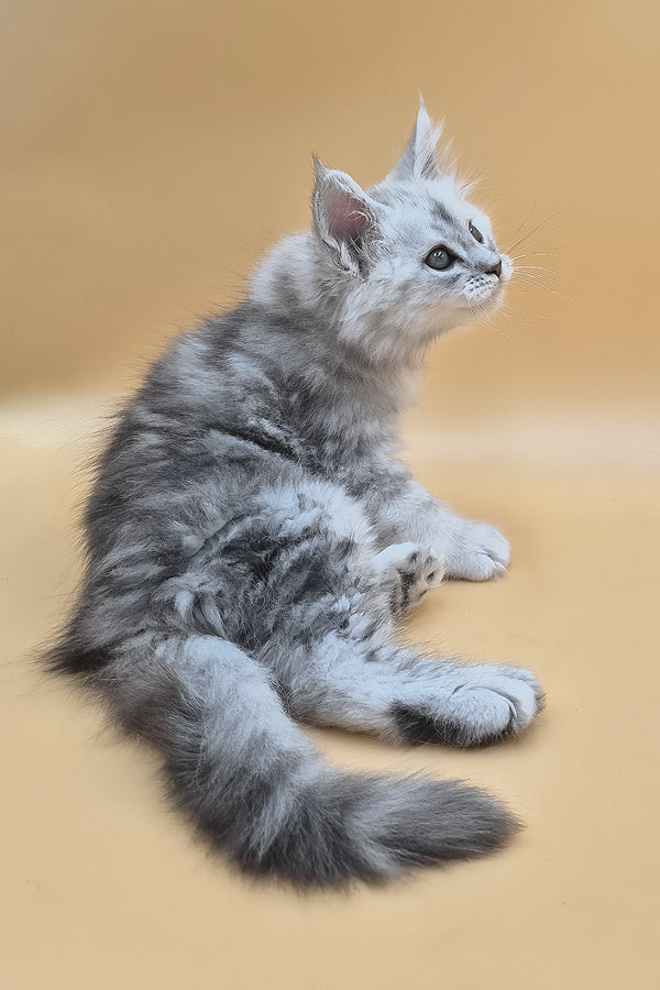 Sterling | Maine Coon Kitten