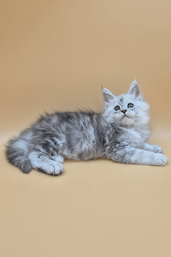 Sterling | Maine Coon Kitten