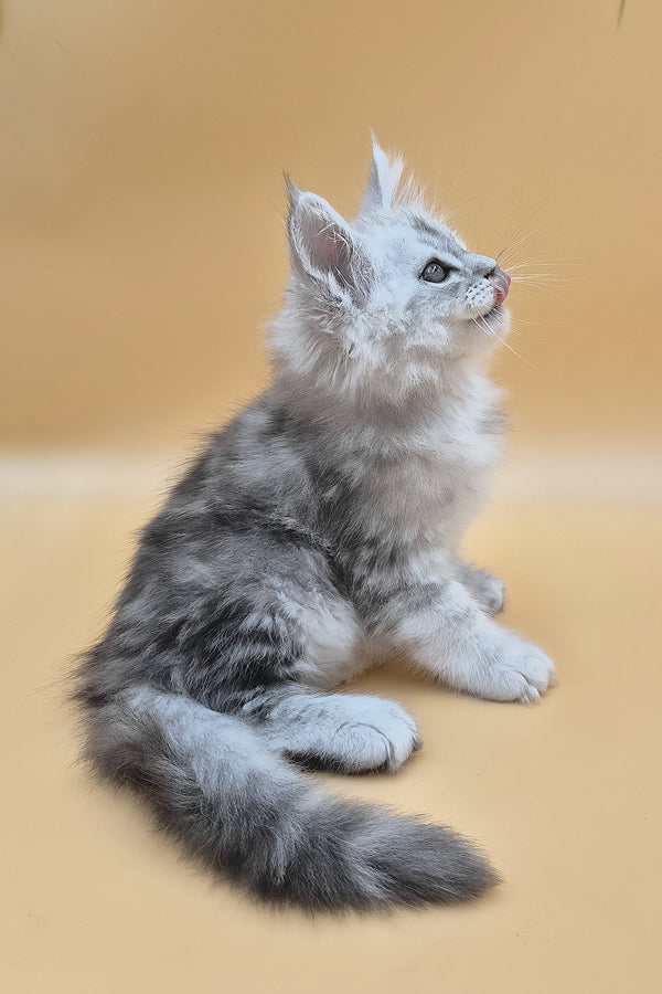 Sterling | Maine Coon Kitten