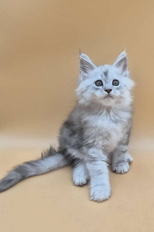 Sterling | Maine Coon Kitten