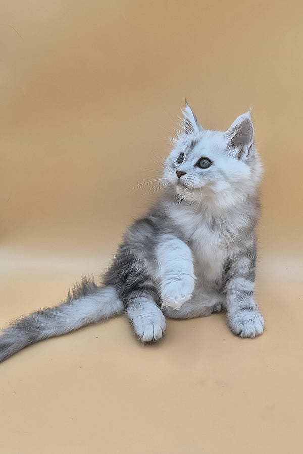 Sterling | Maine Coon Kitten