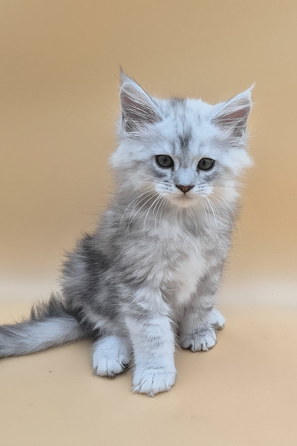 Sterling | Maine Coon Kitten