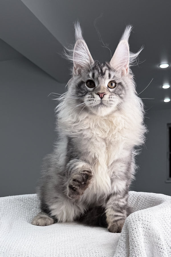 Tristan | Maine Coon Kitten