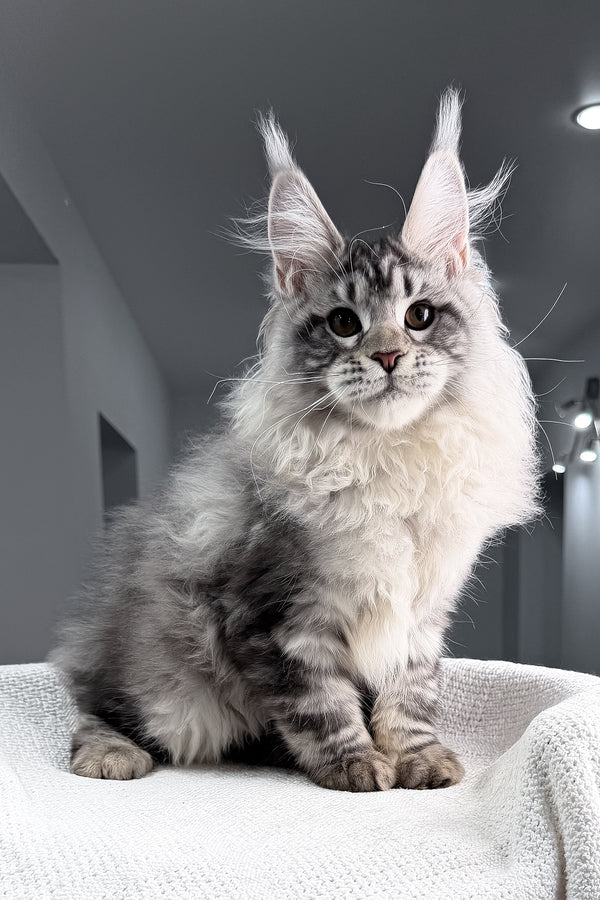 Tristan | Maine Coon Kitten