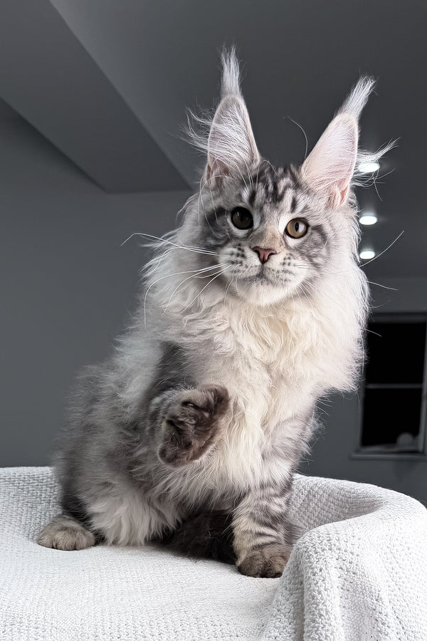 Tristan | Maine Coon Kitten