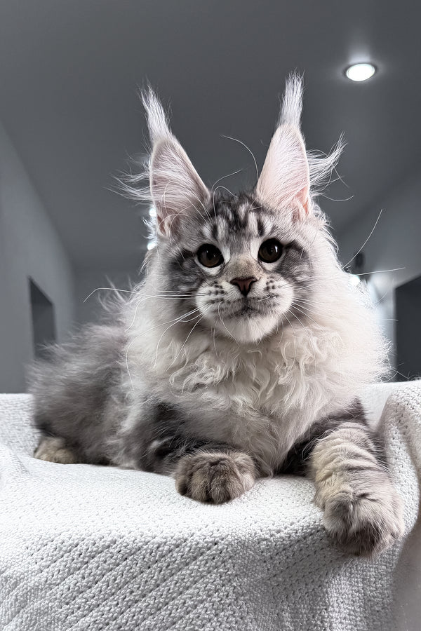 Tristan | Maine Coon Kitten