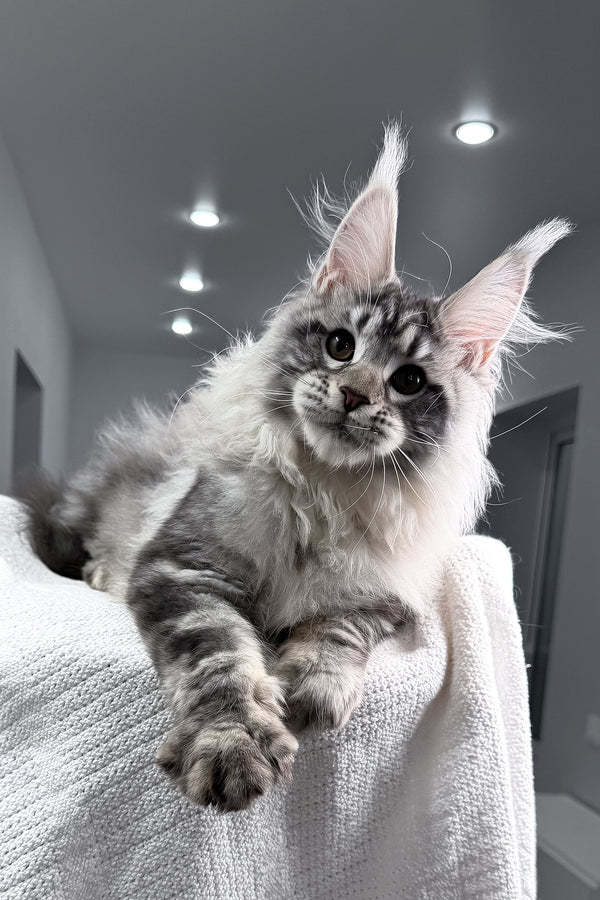 Tristan | Maine Coon Kitten