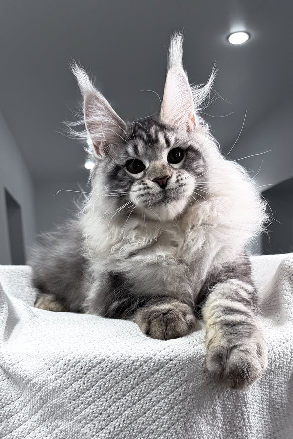 Tristan | Maine Coon Kitten