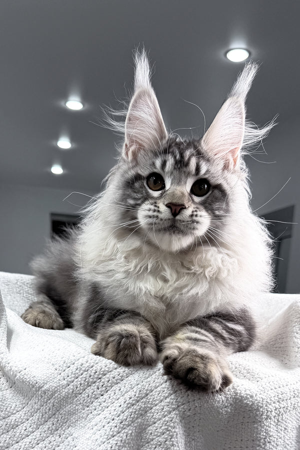 Tristan | Maine Coon Kitten