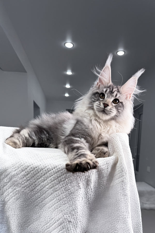 Tristan | Maine Coon Kitten