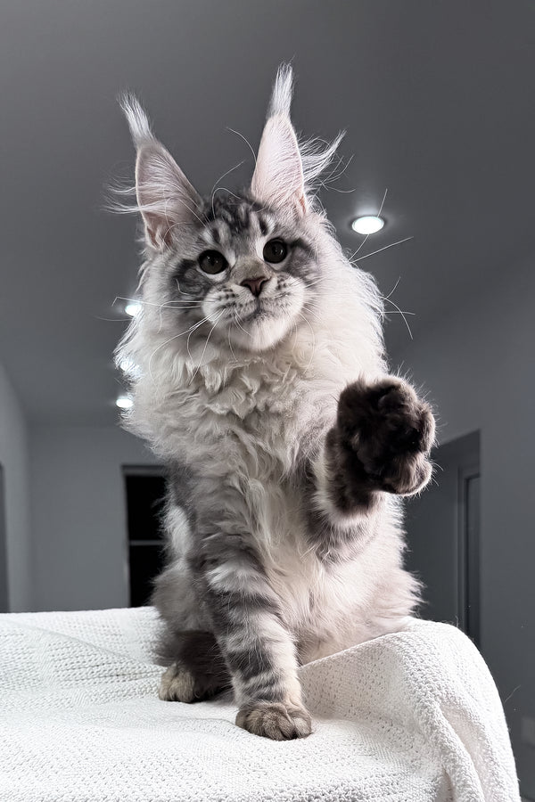 Tristan | Maine Coon Kitten