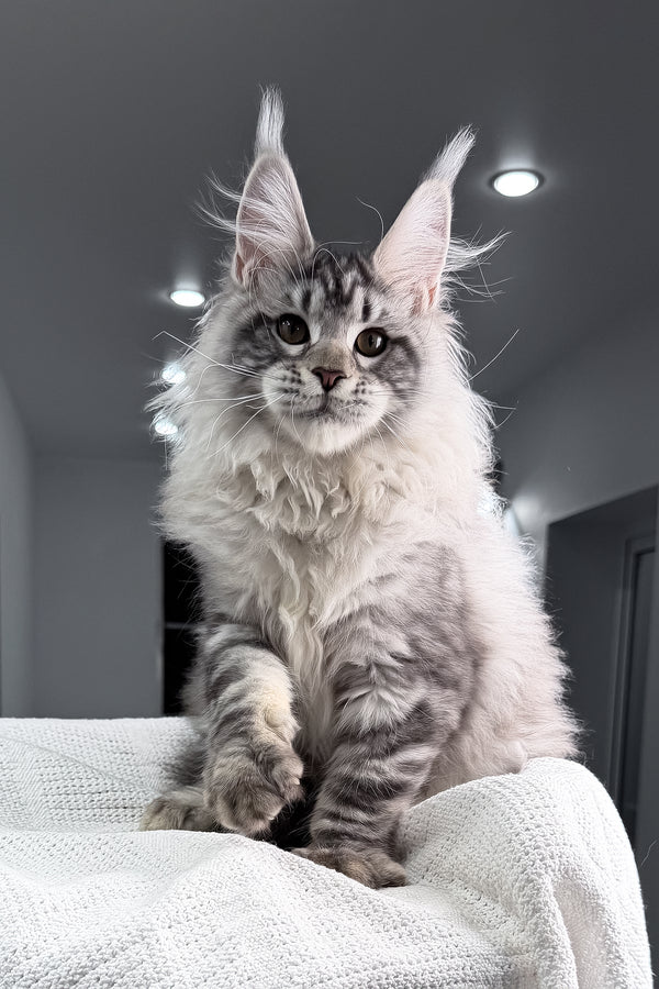 Tristan | Maine Coon Kitten