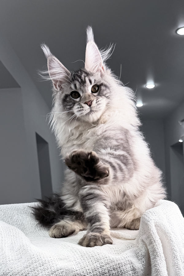 Tristan | Maine Coon Kitten