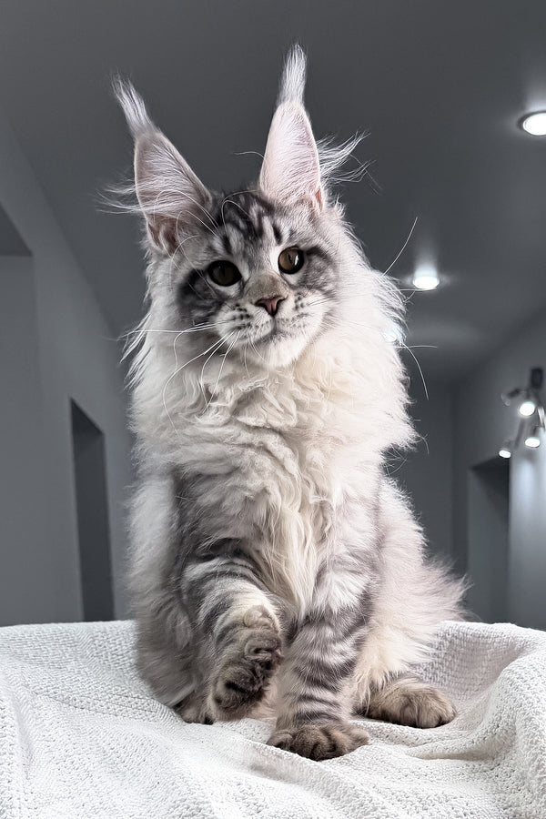Tristan | Maine Coon Kitten