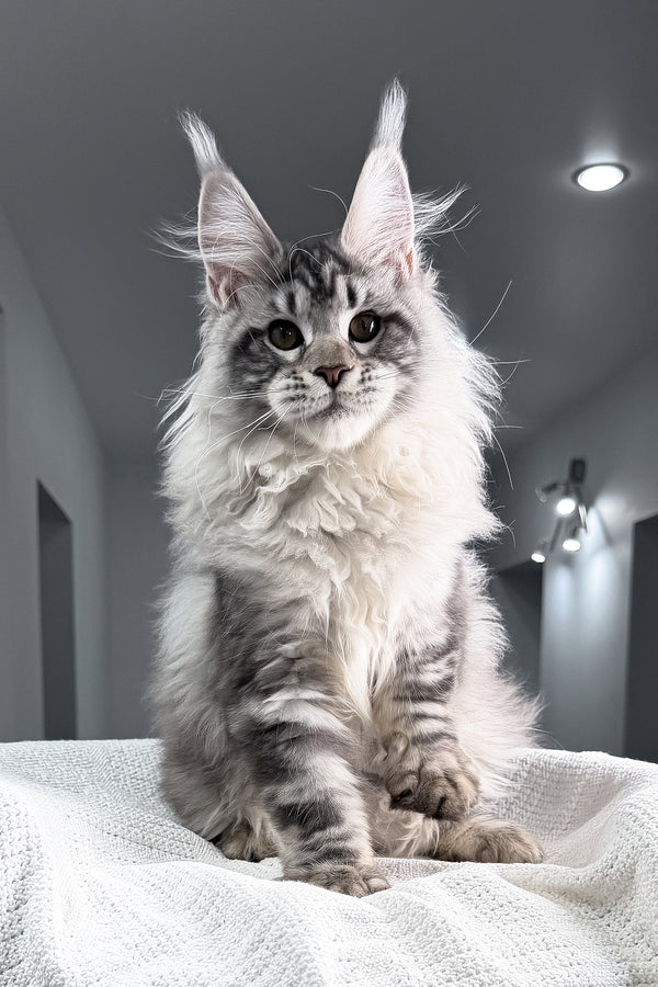 Tristan | Maine Coon Kitten