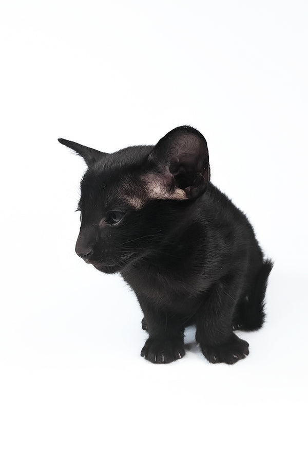 Veles | Oriental Shorthair Kitten