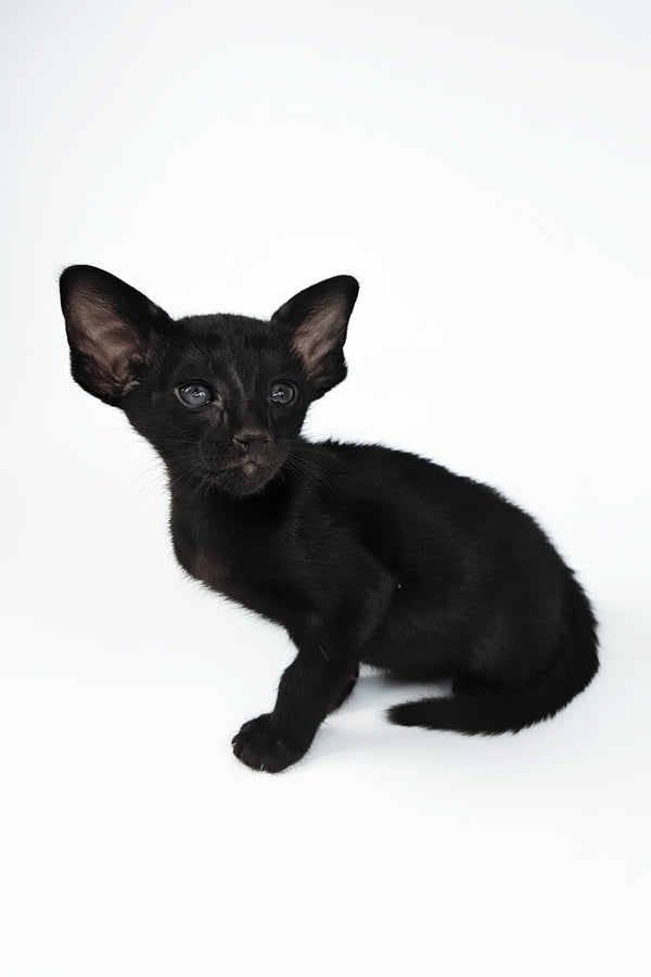 Veles | Oriental Shorthair Kitten