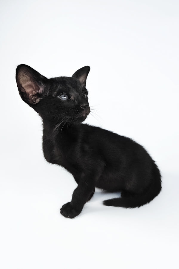 Veles | Oriental Shorthair Kitten