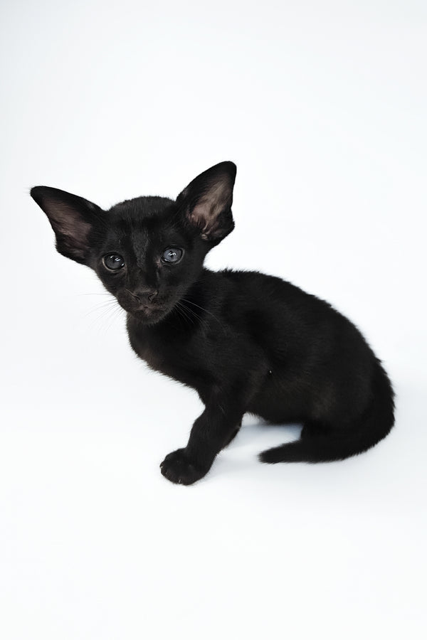 Veles | Oriental Shorthair Kitten