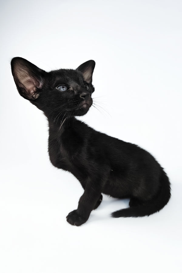 Veles | Oriental Shorthair Kitten
