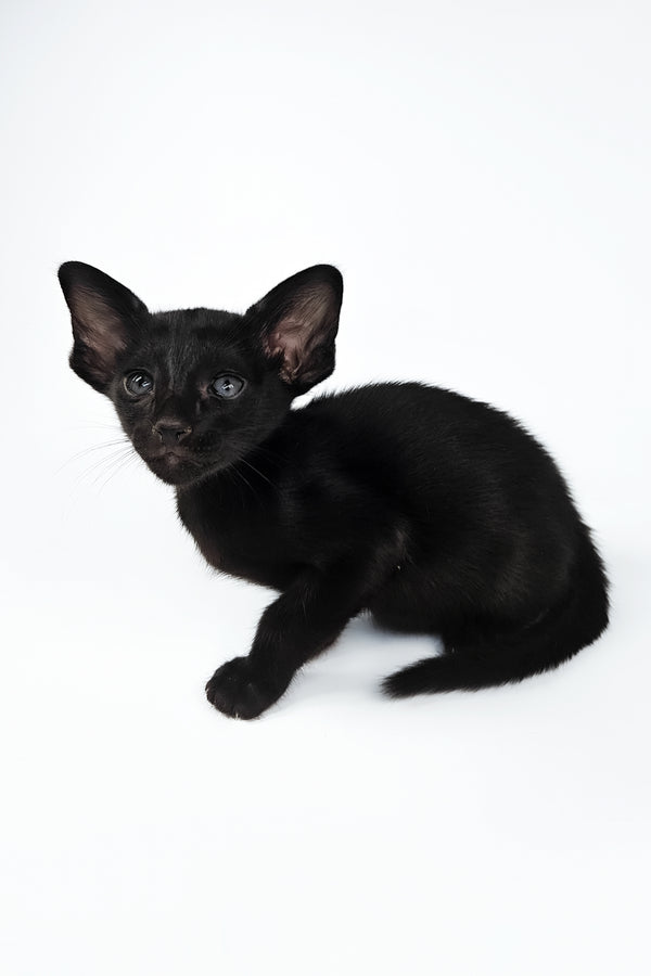 Veles | Oriental Shorthair Kitten