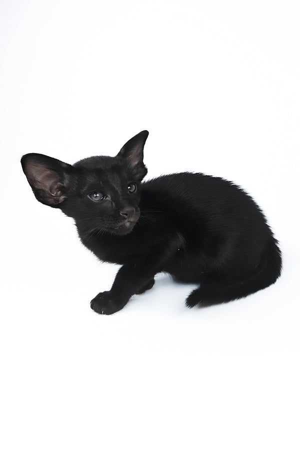Veles | Oriental Shorthair Kitten