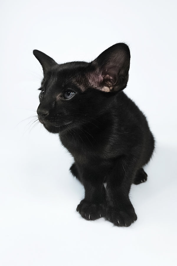 Veles | Oriental Shorthair Kitten