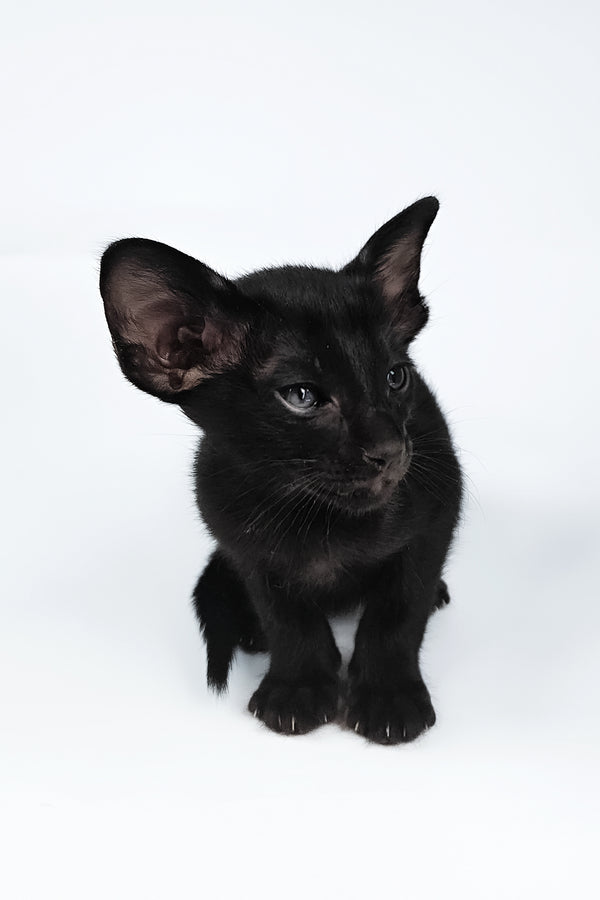 Veles | Oriental Shorthair Kitten