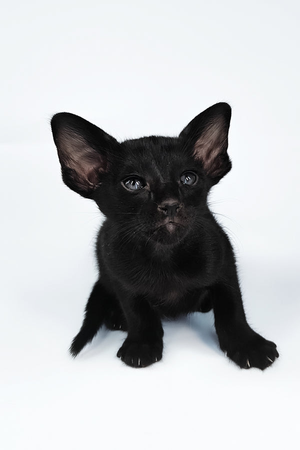 Veles | Oriental Shorthair Kitten