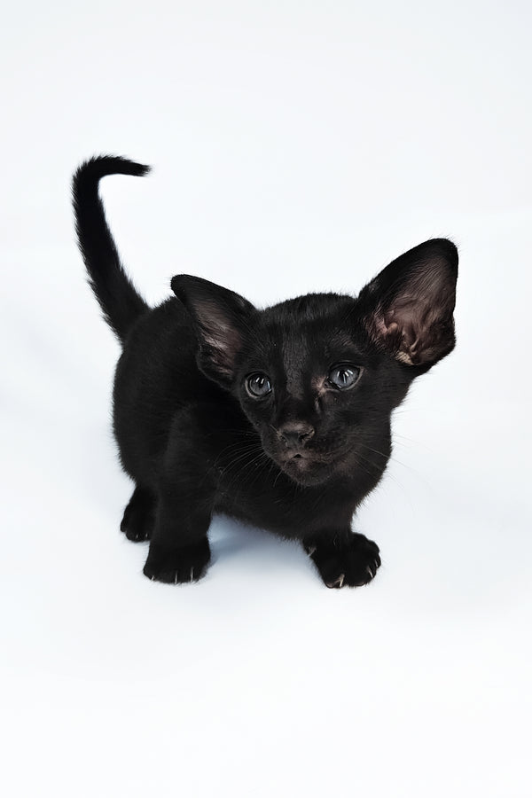 Veles | Oriental Shorthair Kitten