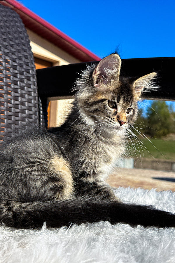 X'broma | Maine Coon Kitten