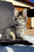 X'broma | Maine Coon Kitten