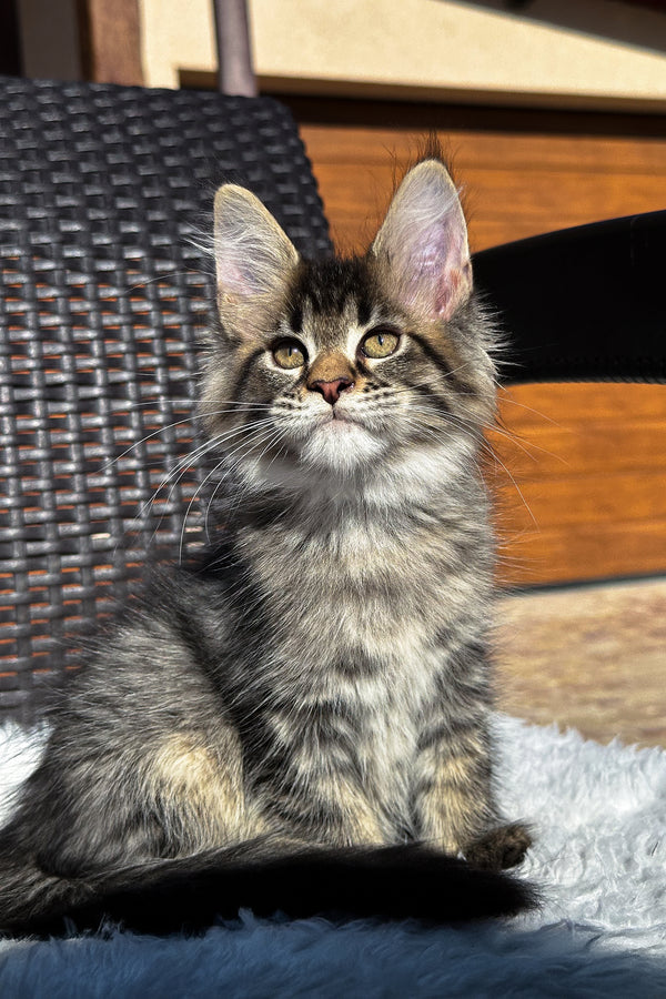 X'broma | Maine Coon Kitten