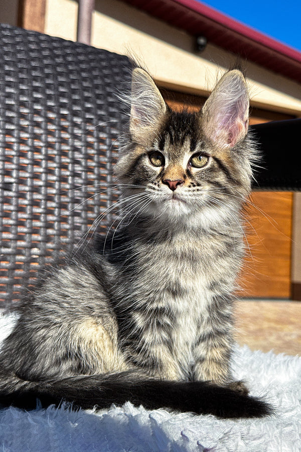 X'broma | Maine Coon Kitten