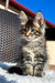 X'broma | Maine Coon Kitten