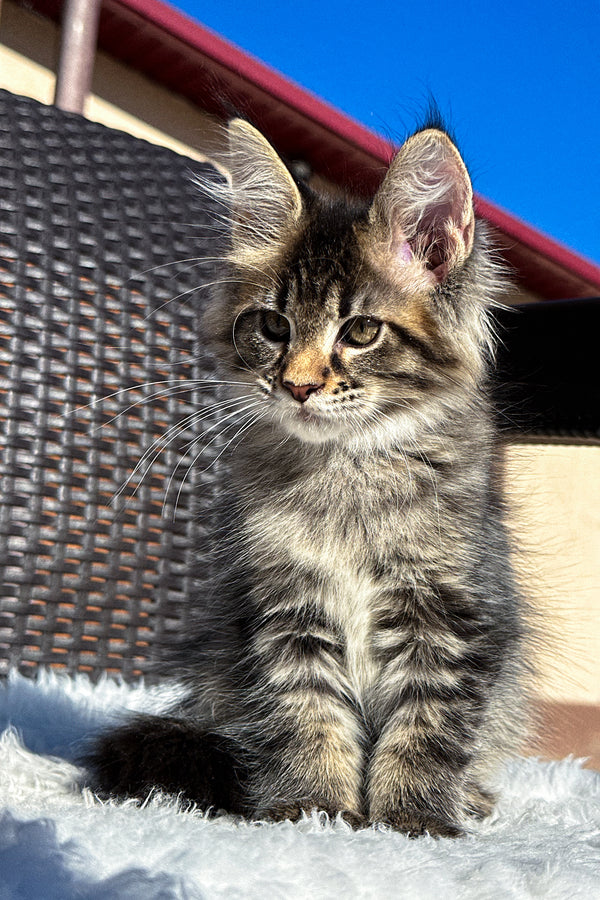 X'broma | Maine Coon Kitten