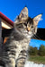 X'broma | Maine Coon Kitten