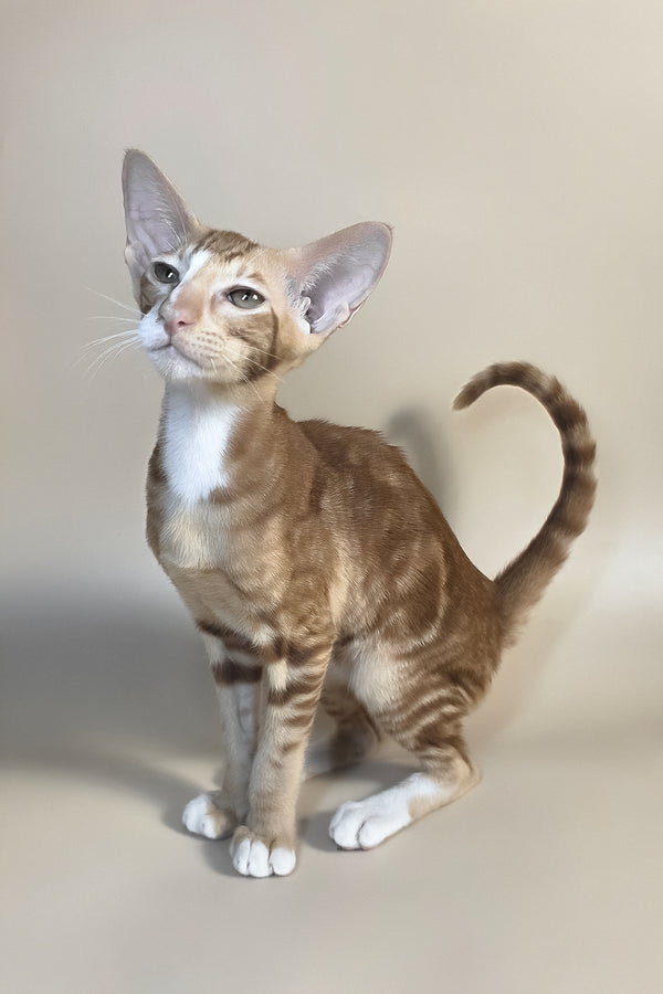 Xylan | Oriental Shorthair Kitten