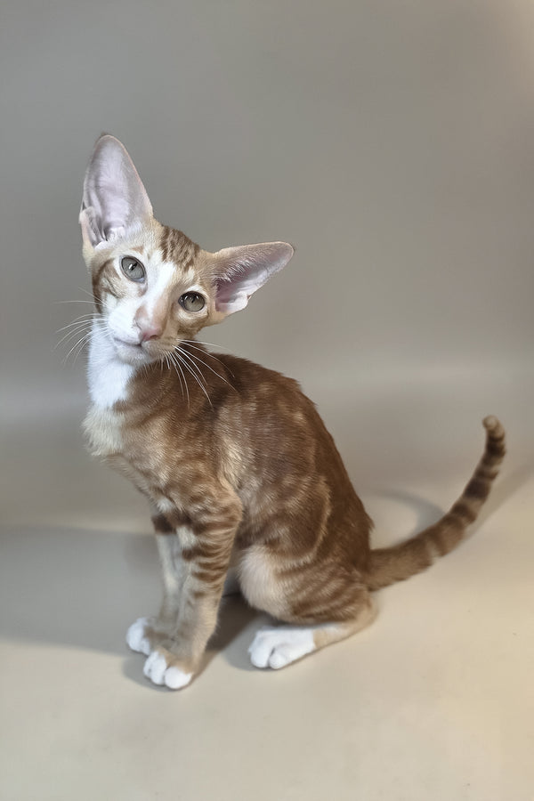 Xylan | Oriental Shorthair Kitten