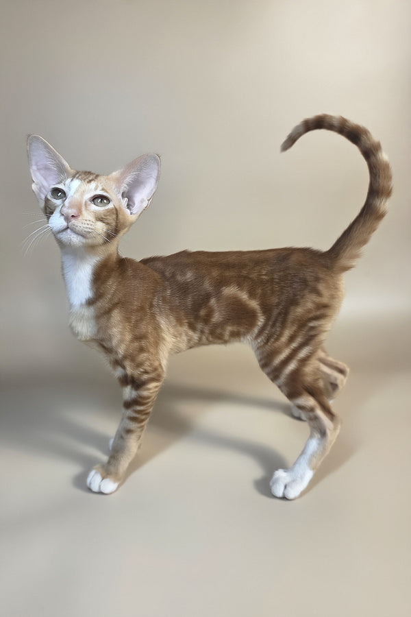 Xylan | Oriental Shorthair Kitten