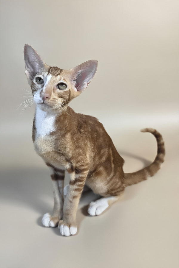 Xylan | Oriental Shorthair Kitten