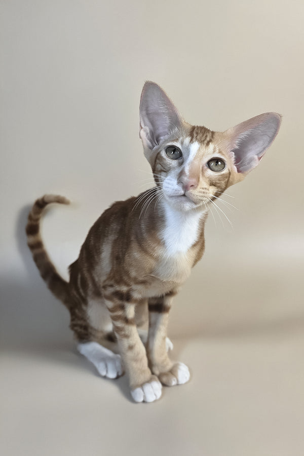 Xylan | Oriental Shorthair Kitten