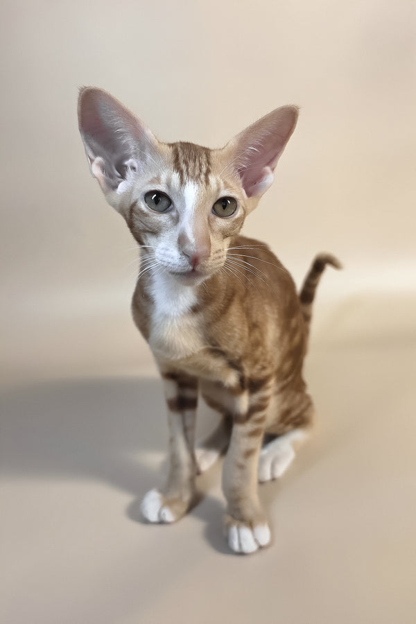 Xylan | Oriental Shorthair Kitten