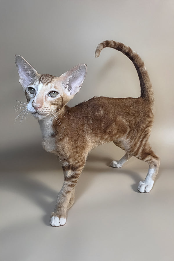 Xylan | Oriental Shorthair Kitten