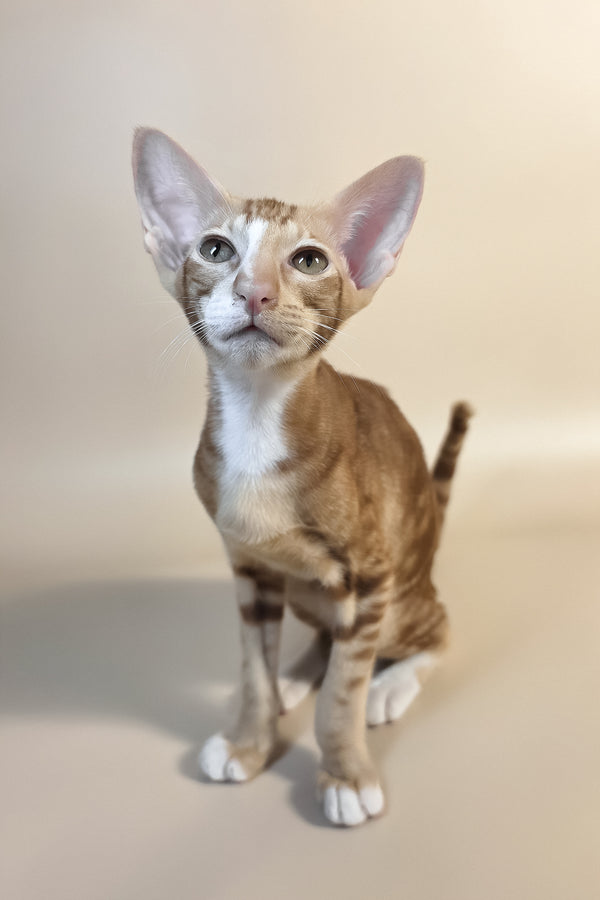 Xylan | Oriental Shorthair Kitten